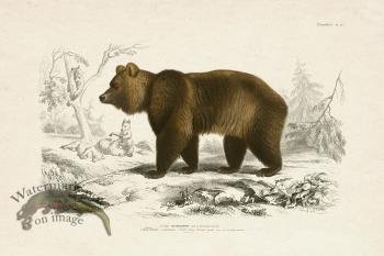 FNH 20 Brown Bear Grizzly